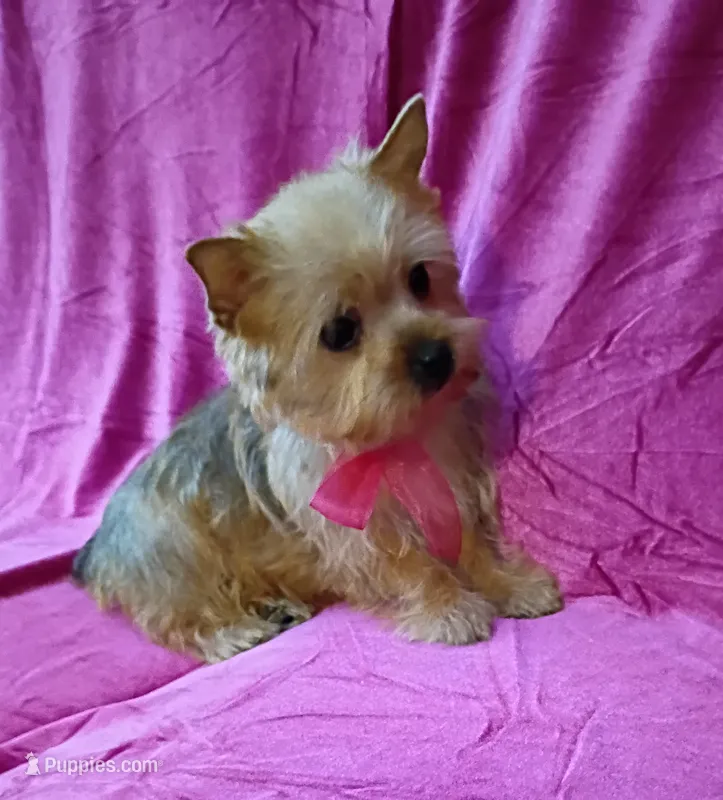 AKC Pretty Princess  – Yorkshire Terrier puppy for sale in Hollywood, FL
