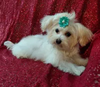 processed/02e6782e-1c74-444b-b037-c1aea849d994/listing/ba798250-b7c7-4592-abc1-ffc6e4e0bd93/6dc8dbc4-667d-4b74-94b4-bc486b494ea0