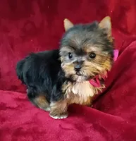 T cup Cookie Ch. Lines, a female Yorkshire Terrier for sale in Pembroke Pines, FL – 3 of 7