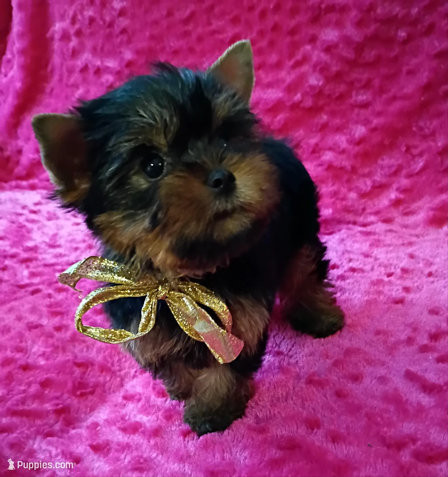 AKC Ch. lines Princess  deposit received  – Yorkshire Terrier puppy for sale in Pembroke Pines, FL