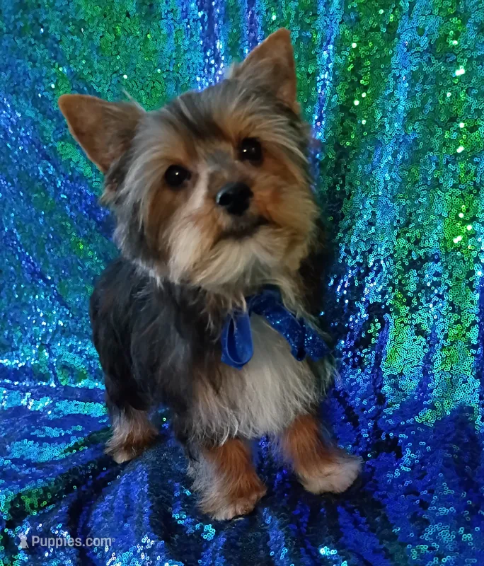 AKC Oreo Ch. Bloodlines   – Yorkshire Terrier puppy for sale in Hollywood, FL