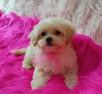 Tiny Dolly, a female Maltipoo for sale in Hollywood, FL – 2 of 4