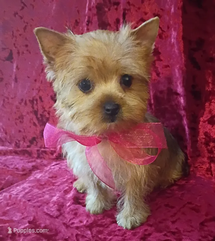 AKC Pretty Princess  – Yorkshire Terrier puppy for sale in Pembroke Pines, FL