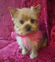 AKC Pretty Princess , a female Yorkshire Terrier for sale in Hollywood, FL – 1 of 4