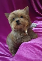 Tiny AKC Baby Doll face boy, a male Yorkshire Terrier for sale in Hollywood, FL – 2 of 5