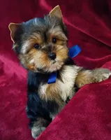 AKC Teddy Bear Ch. Bloodlines , a male Yorkshire Terrier for sale in Pembroke Pines, FL – 4 of 5