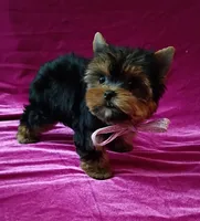 AKC Baby Doll face , a female Yorkshire Terrier for sale in Hollywood, FL – 3 of 5