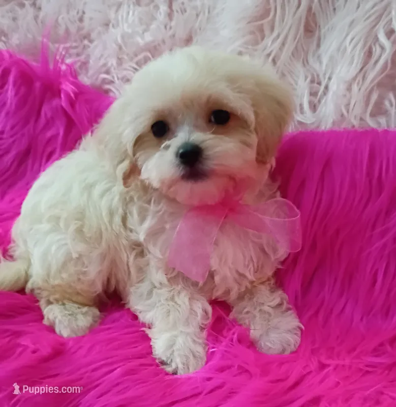 Tiny Dolly – Maltipoo puppy for sale in Hollywood, FL
