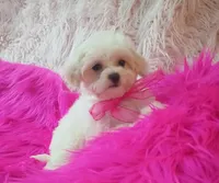 Lil Princess , a female Maltipoo for sale in Hollywood, FL – 2 of 4