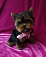 AKC Baby Doll face , a female Yorkshire Terrier for sale in Hollywood, FL – 4 of 5