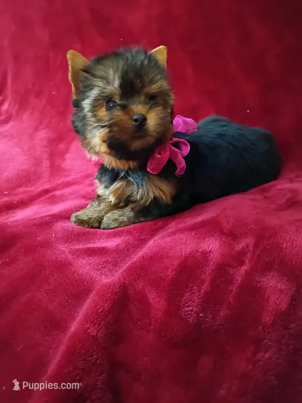 Beautiful Baby  – Yorkshire Terrier puppy for sale in Pembroke Pines, FL