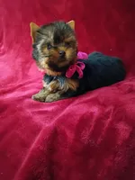 Beautiful Baby , a female Yorkshire Terrier for sale in Pembroke Pines, FL – 2 of 4
