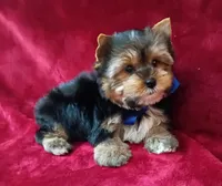 AKC Teddy Bear Ch. Bloodlines , a male Yorkshire Terrier for sale in Pembroke Pines, FL – 2 of 5
