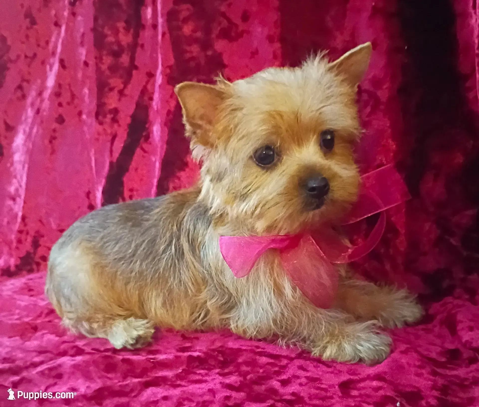 AKC Pretty Princess , a female Yorkshire Terrier for sale in Hollywood, FL – 2 of 4
