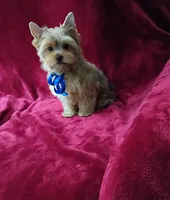 AKC Foxy Boy , a male Yorkshire Terrier for sale in Hollywood, FL – 2 of 4