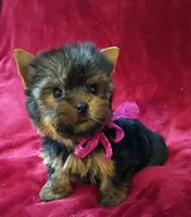 Beautiful Baby , a female Yorkshire Terrier for sale in Pembroke Pines, FL – 4 of 4