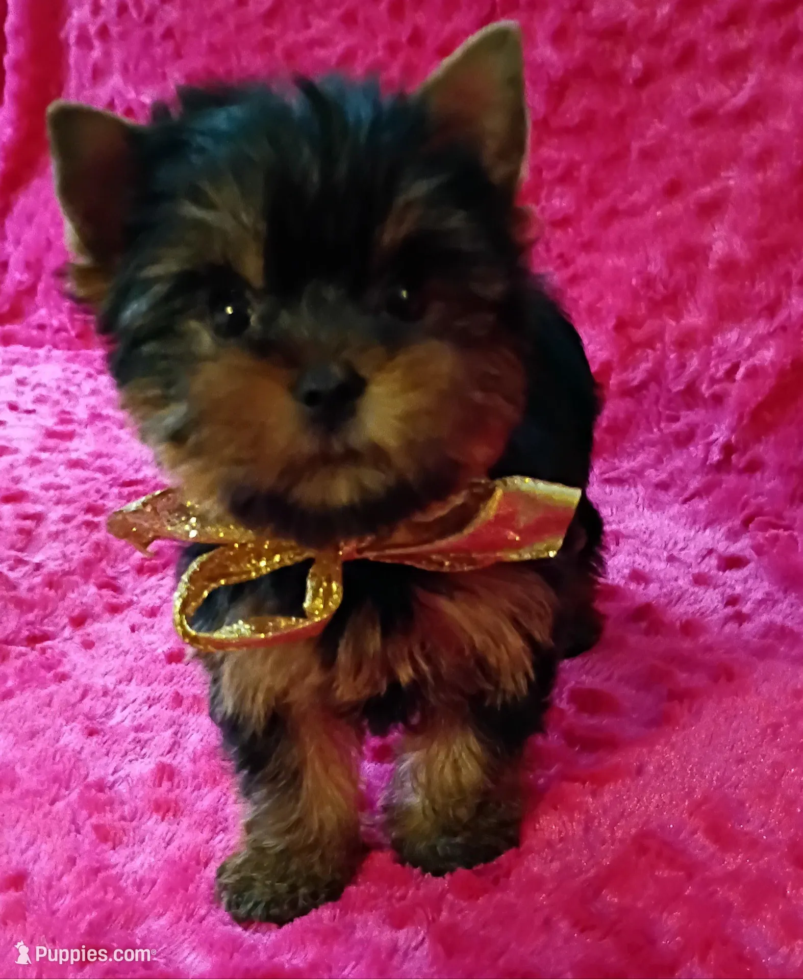 AKC Ch. lines Princess  deposit received , a female Yorkshire Terrier for sale in Pembroke Pines, FL – Photo 2 of 9