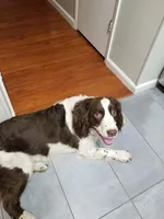 Captain , a male English Springer Spaniel and Australian Cattle Dog for sale in Citrus Heights, CA – 8 of 8