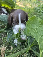 Captain , a male English Springer Spaniel and Australian Cattle Dog for sale in Citrus Heights, CA – 4 of 8