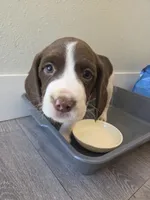 Captain , a male English Springer Spaniel and Australian Cattle Dog for sale in Citrus Heights, CA – 6 of 8