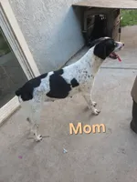 Captain , a male English Springer Spaniel and Australian Cattle Dog for sale in Citrus Heights, CA – 7 of 8
