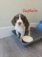 Captain , a male English Springer Spaniel and Australian Cattle Dog for sale in Citrus Heights, CA – 3 of 8