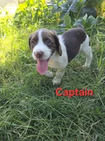 Captain , a male English Springer Spaniel and Australian Cattle Dog for sale in Citrus Heights, CA – 2 of 8