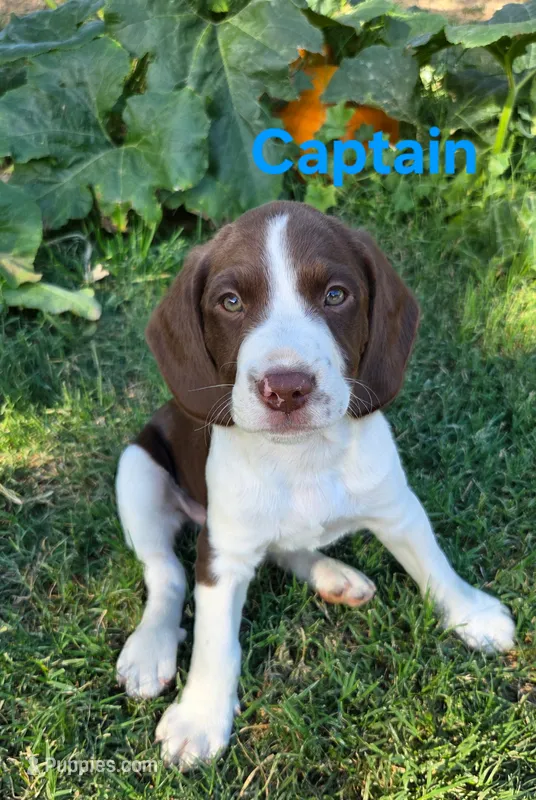 Captain  – English Springer Spaniel, Australian Cattle Dog puppy for sale in Citrus Heights, CA