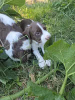 Captain , a male English Springer Spaniel and Australian Cattle Dog for sale in Citrus Heights, CA – 5 of 8