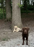 Prince, a male Labrador Retriever for sale in Atwood, IL – 6 of 8