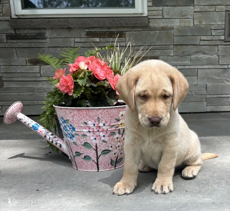 Prince – Labrador Retriever puppy for sale in Atwood, IL
