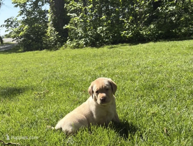 Sadie – Labrador Retriever puppy for sale in Atwood, IL