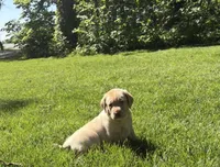 Sadie, a female Labrador Retriever for sale in Atwood, IL – 1 of 7