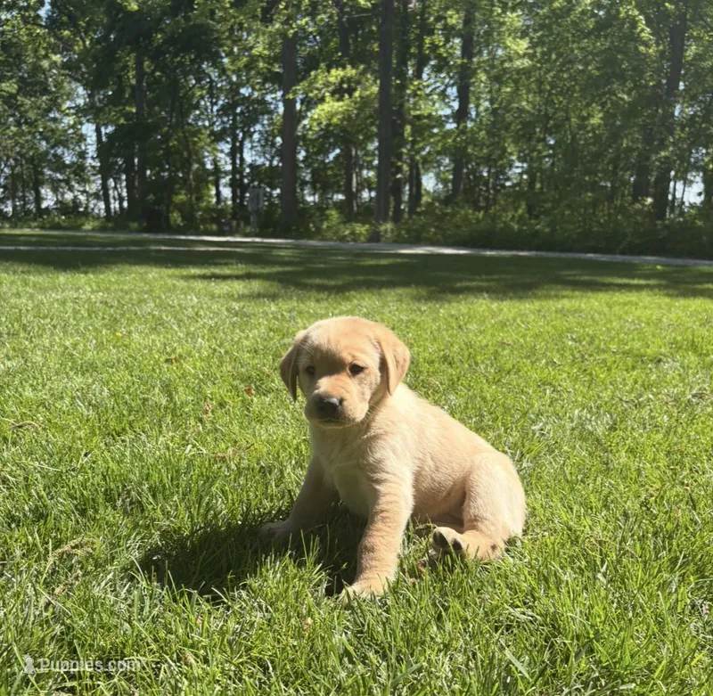 Chloe – Labrador Retriever puppy for sale in Atwood, IL