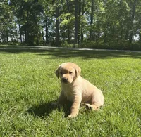 Chloe, a female Labrador Retriever for sale in Atwood, IL – 1 of 6