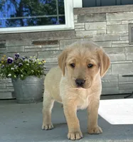 Honey, a female Labrador Retriever for sale in Atwood, IL – 8 of 9