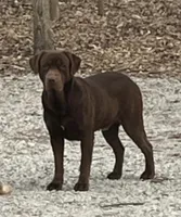 Hank, a male Labrador Retriever for sale in Atwood, IL – Photo 1 of 5