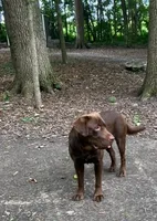 Hank, a male Labrador Retriever for sale in Atwood, IL – Photo 3 of 5