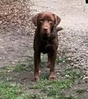 Hank, a male Labrador Retriever for sale in Atwood, IL – Photo 4 of 5