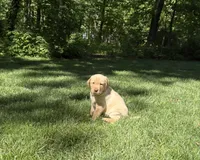 Sadie, a female Labrador Retriever for sale in Atwood, IL – 3 of 7