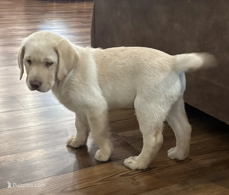 Bear – Labrador Retriever puppy for sale in Atwood, IL