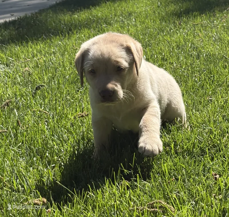 Prince – Labrador Retriever puppy for sale in Atwood, IL