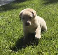 Prince, a male Labrador Retriever for sale in Atwood, IL – 1 of 8