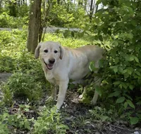 Chloe, a female Labrador Retriever for sale in Atwood, IL – 5 of 6