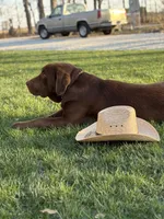 Prince, a male Labrador Retriever for sale in Atwood, IL – 8 of 8