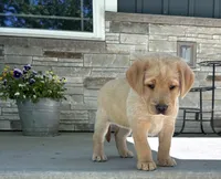 Honey, a female Labrador Retriever for sale in Atwood, IL – 9 of 9