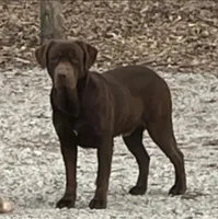 Betsy, a female Labrador Retriever for sale in Atwood, IL – 4 of 5