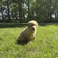 Sadie, a female Labrador Retriever for sale in Atwood, IL – 4 of 7