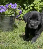 Betsy, a female Labrador Retriever for sale in Atwood, IL – 2 of 5