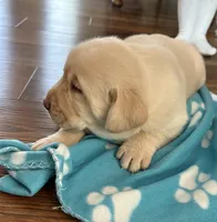 Bear, a male Labrador Retriever for sale in Atwood, IL – Photo 6 of 10